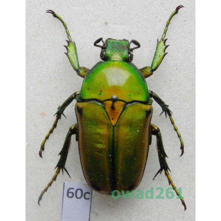 Coelorrhina aurata Westwood, 1841 female Cameroon60c